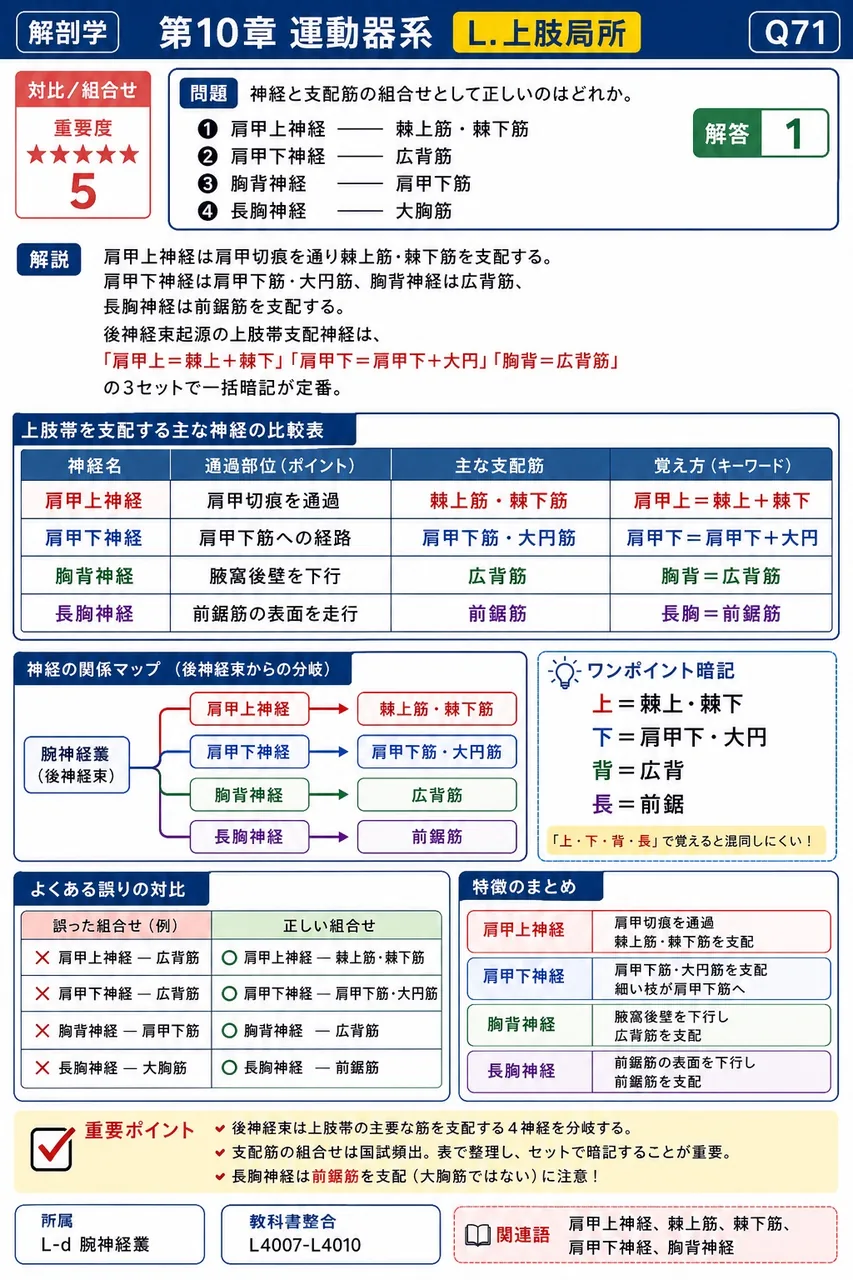 神経と支配筋の組合せとして正しいのはどれか。 解説図