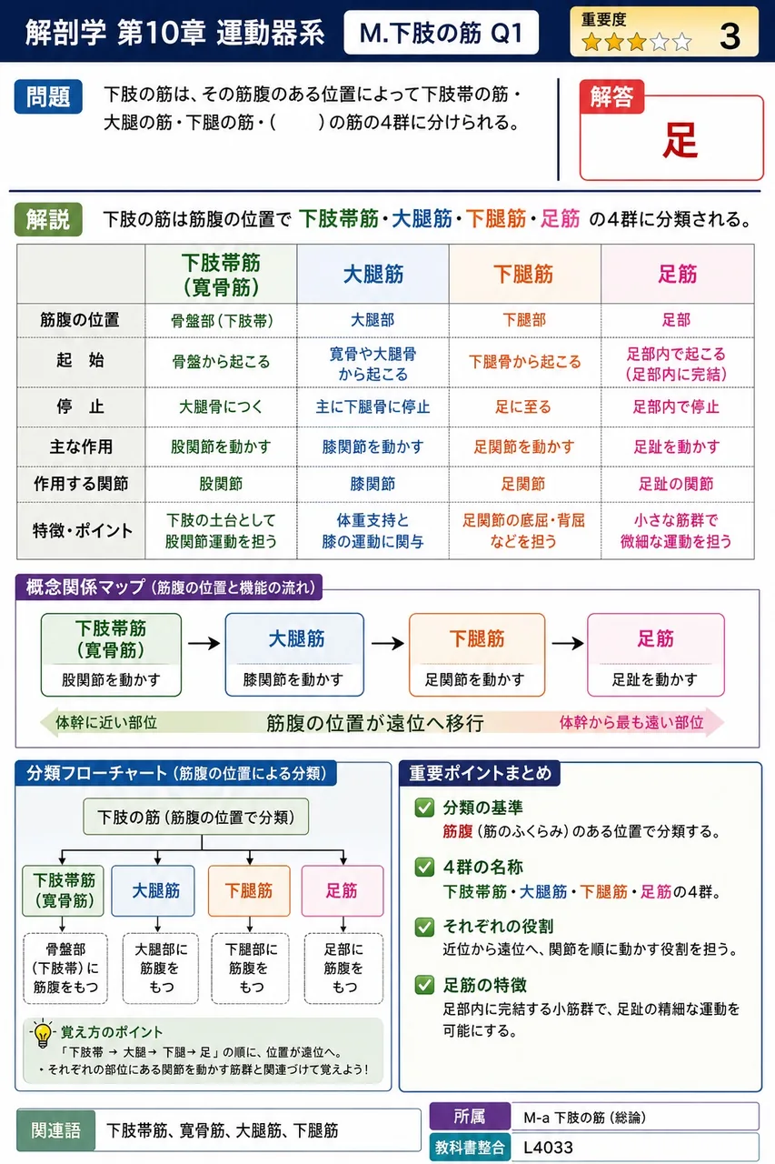 下肢の筋は、その筋腹のある位置によって下肢帯の筋・大腿の筋・下腿の筋・( )の筋の4群に分けられる。 解説図