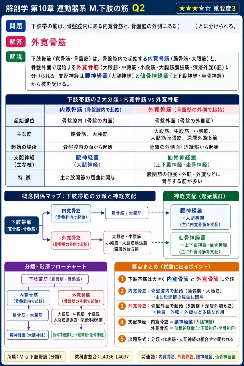 下肢帯の筋は、骨盤腔内にある内寛骨筋と、骨盤壁の外側にある( )とに分けられる。 解説図