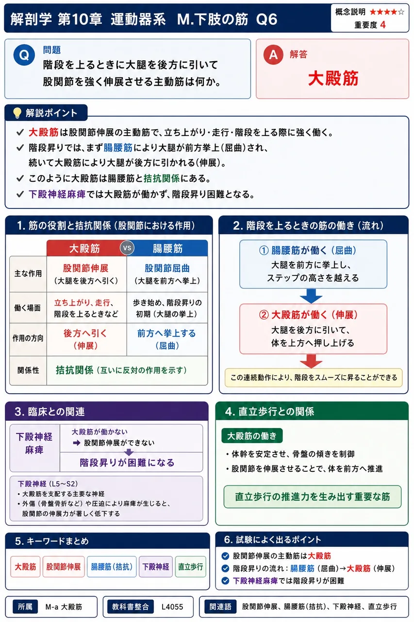 階段を上るときに大腿を後方に引いて股関節を強く伸展させる主動筋は何か。 解説図