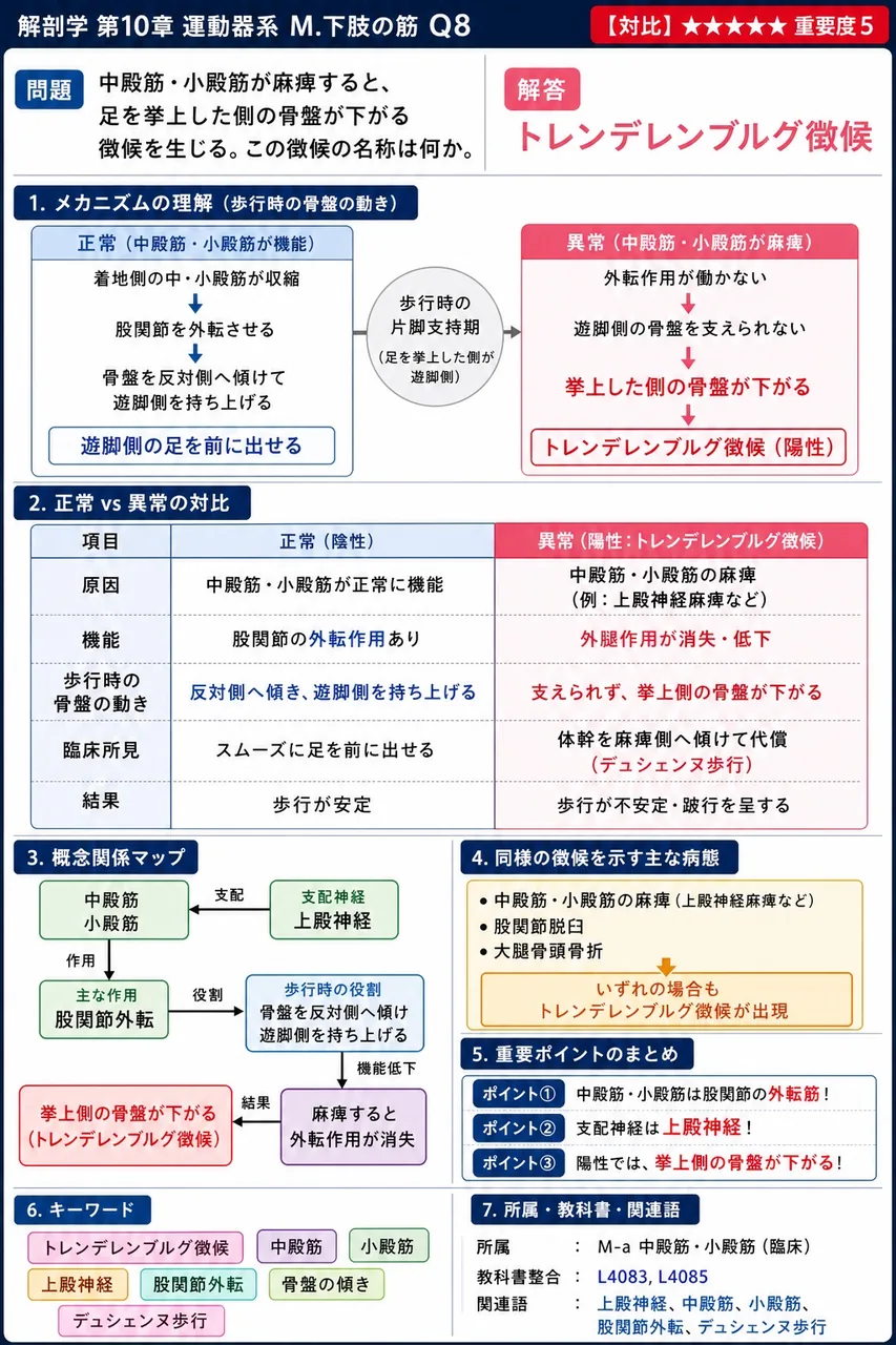 中殿筋・小殿筋が麻痺すると、足を挙上した側の骨盤が下がる徴候を生じる。この徴候の名称は何か。 解説図