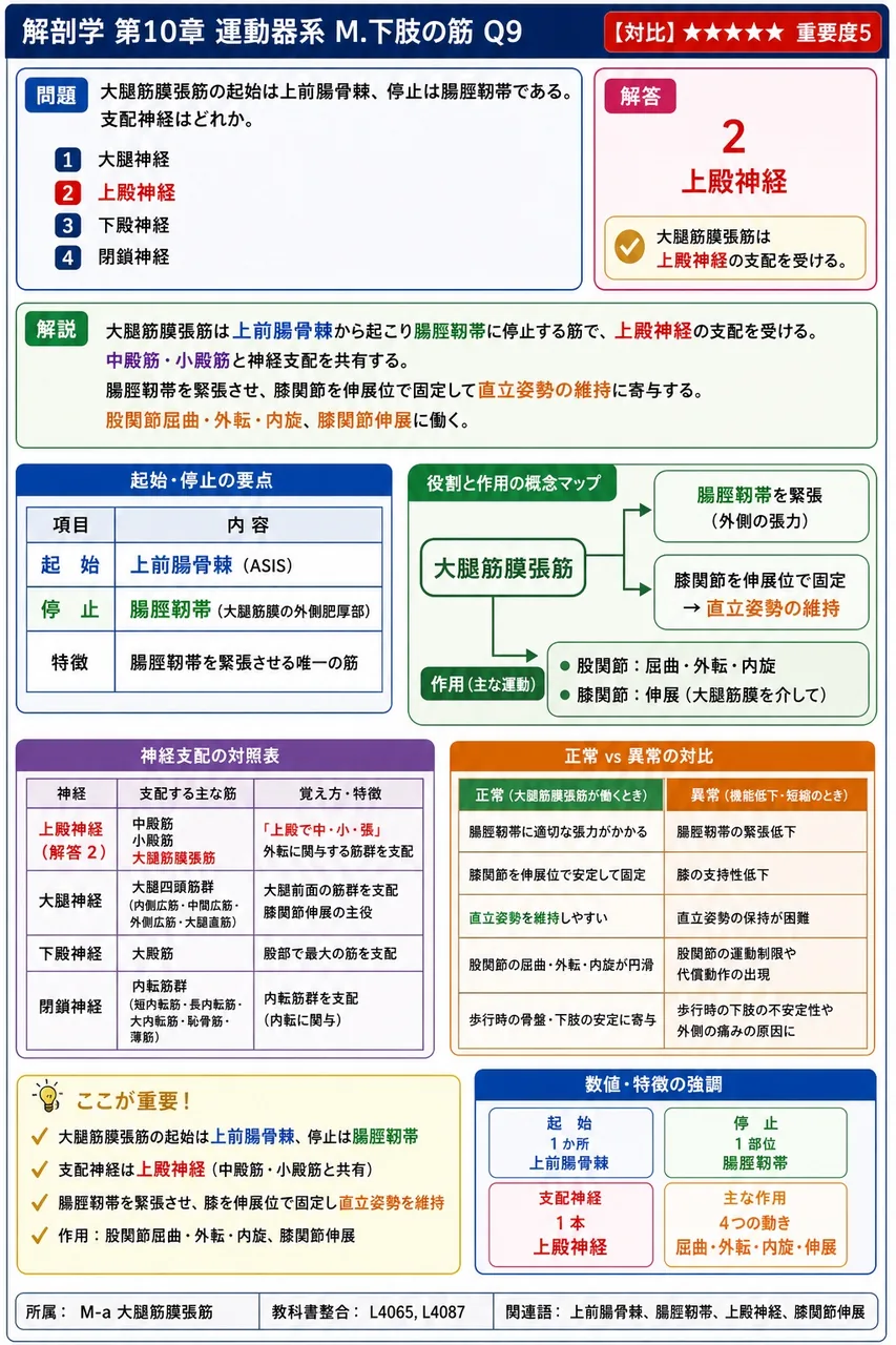 大腿筋膜張筋の起始は上前腸骨棘、停止は腸脛靭帯である。支配神経はどれか。 解説図