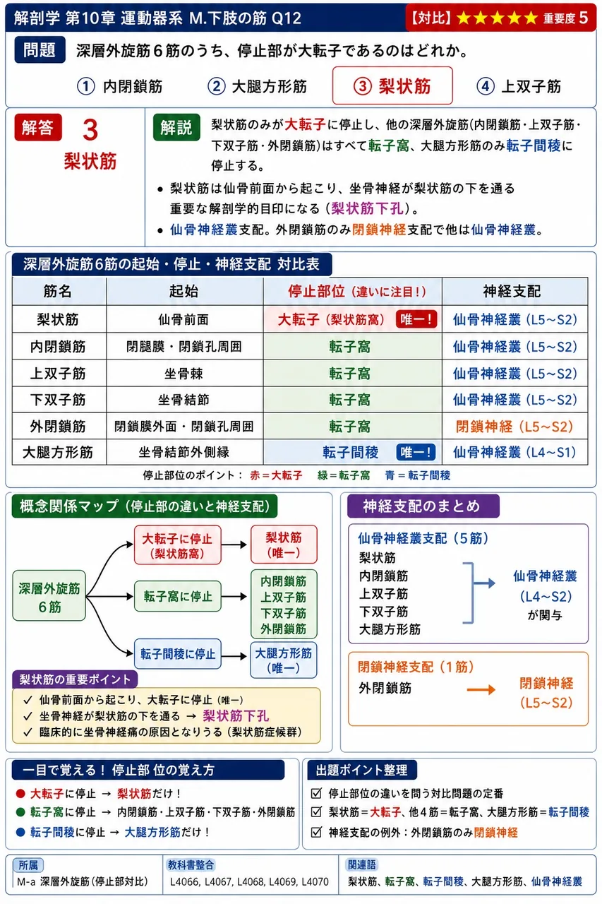 深層外旋筋6筋のうち、停止部が大転子であるのはどれか。 解説図