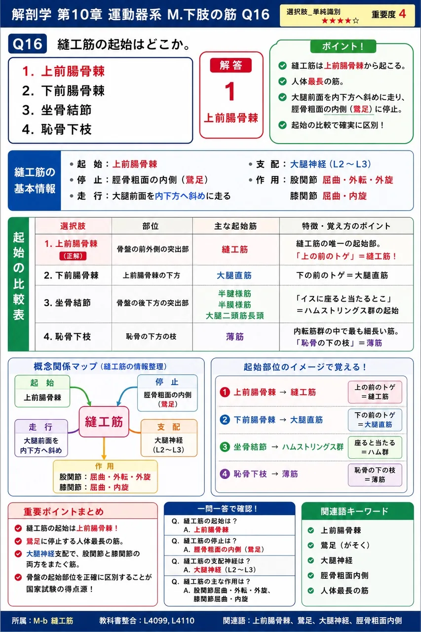 縫工筋の起始はどこか。 解説図