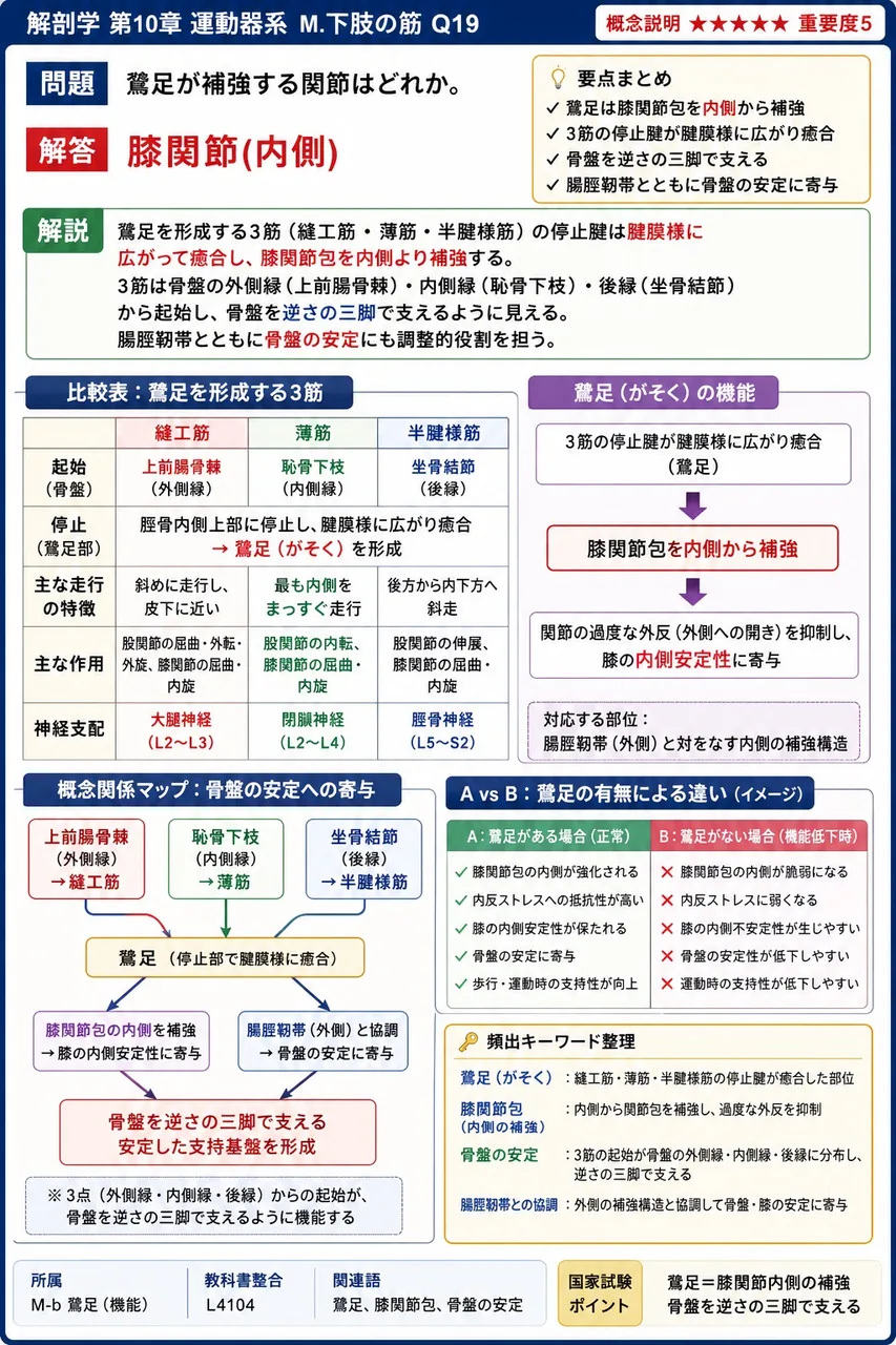 鵞足が補強する関節はどれか。 解説図