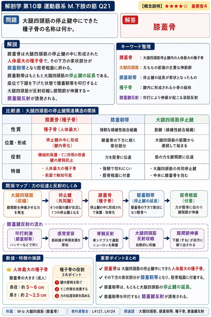 大腿四頭筋の停止腱中にできた種子骨の名称は何か。 解説図