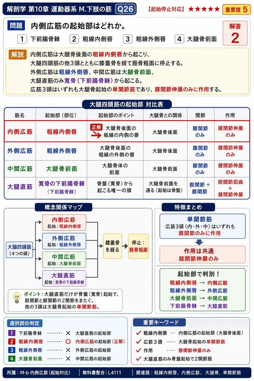 内側広筋の起始部はどれか。 解説図