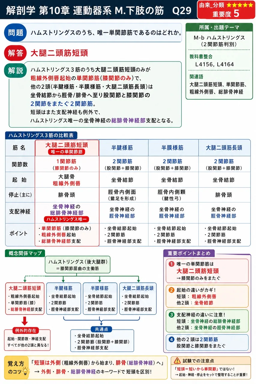 ハムストリングスのうち、唯一単関節筋であるのはどれか。 解説図