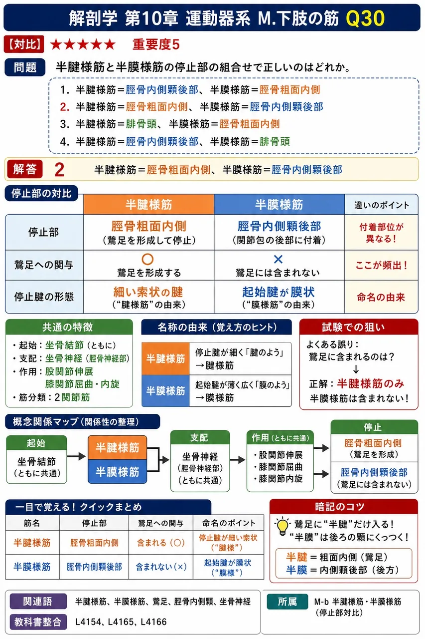半腱様筋と半膜様筋の停止部の組合せで正しいのはどれか。 解説図
