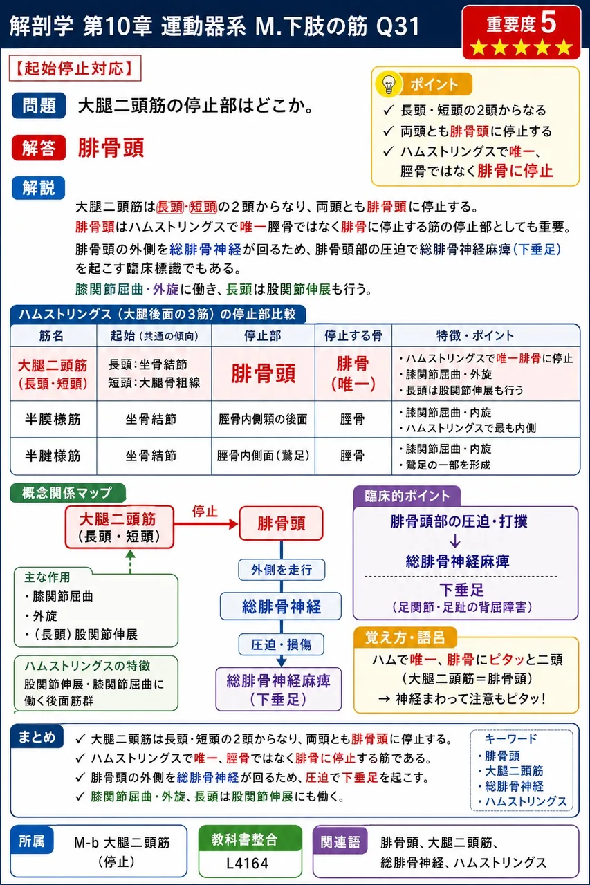 大腿二頭筋の停止部はどこか。 解説図