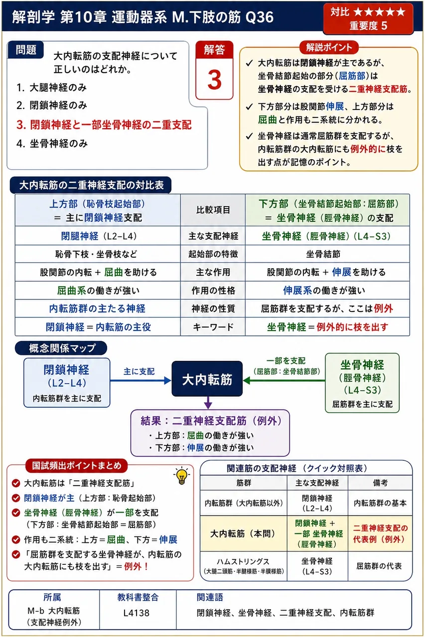 大内転筋の支配神経について正しいのはどれか。 解説図