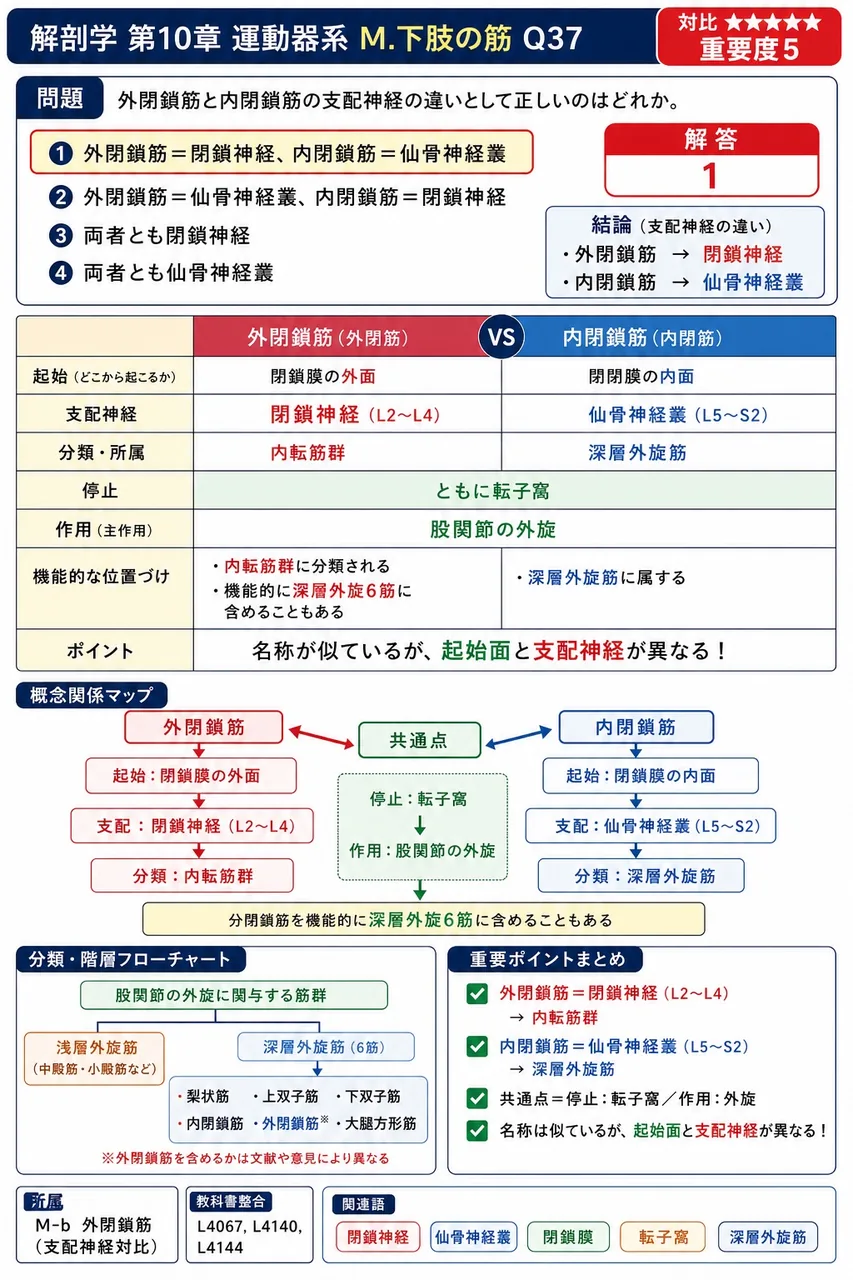 外閉鎖筋と内閉鎖筋の支配神経の違いとして正しいのはどれか。 解説図