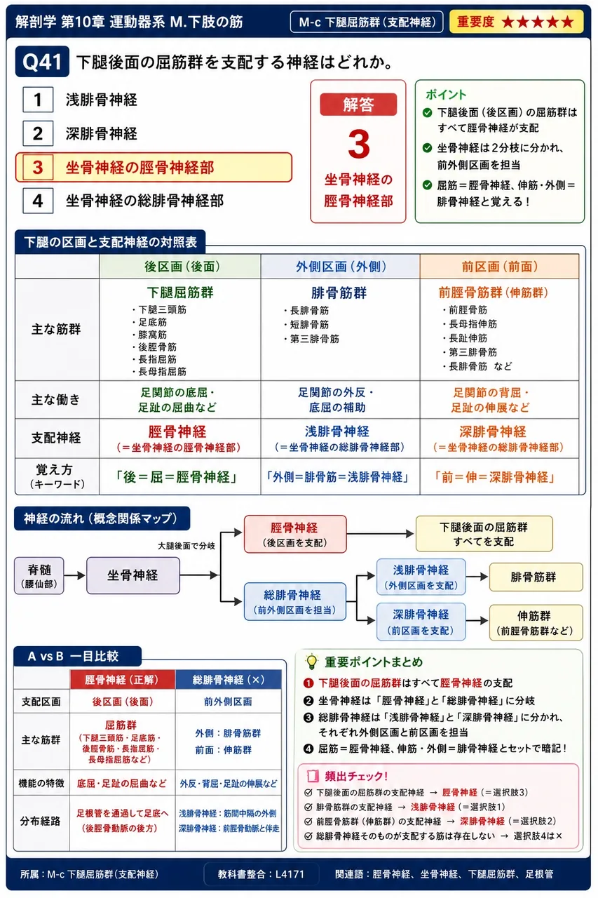 下腿後面の屈筋群を支配する神経はどれか。 解説図