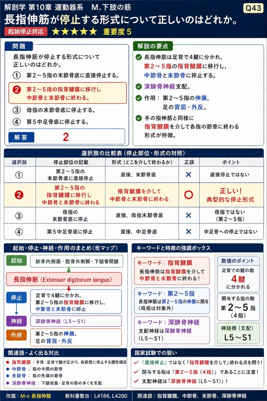 長指伸筋が停止する形式について正しいのはどれか。 解説図
