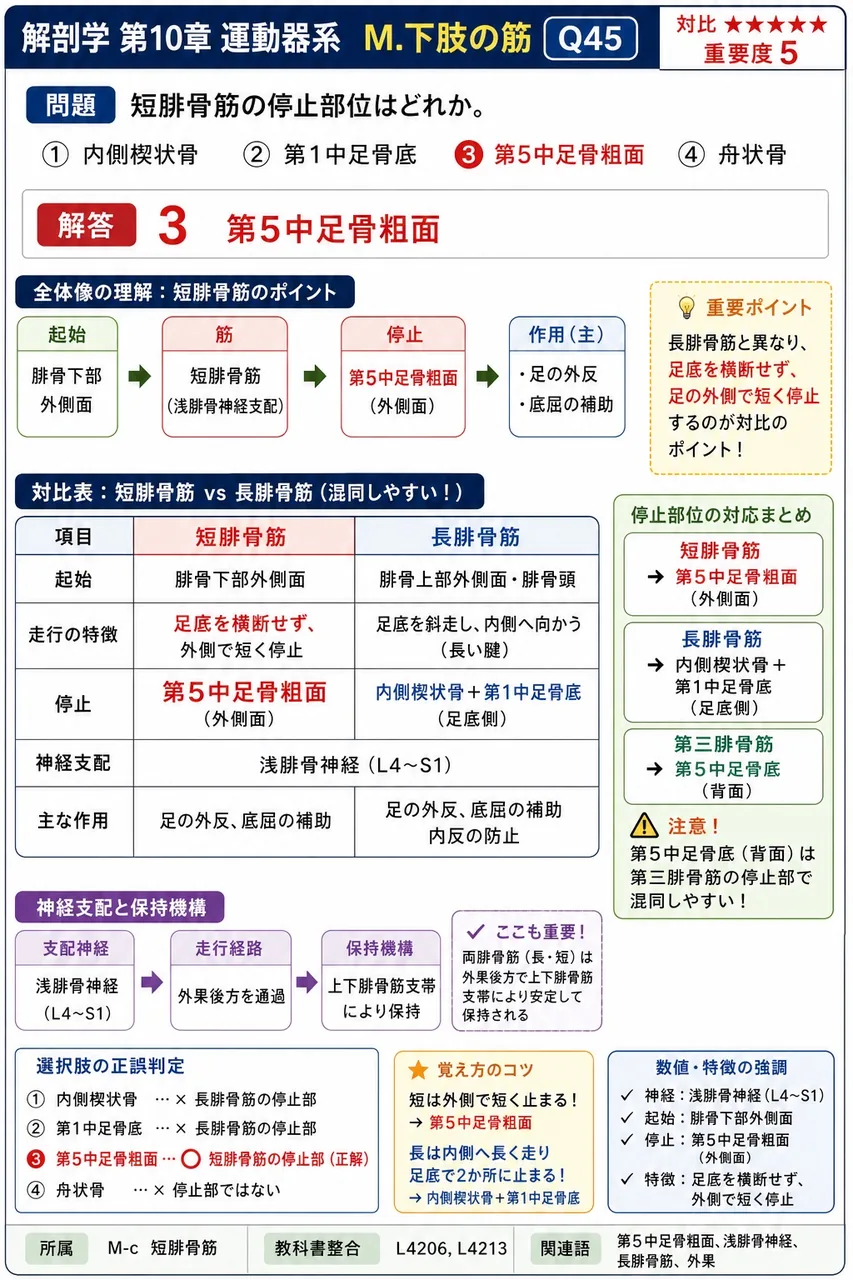 短腓骨筋の停止部位はどれか。 解説図