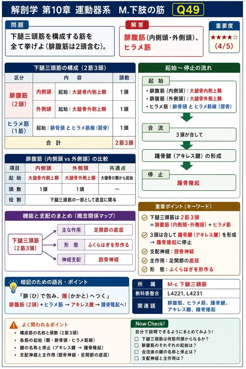 下腿三頭筋を構成する筋を全て挙げよ(腓腹筋は2頭含む)。 解説図