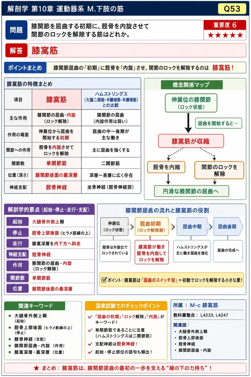 膝関節を屈曲する初期に、脛骨を内旋させて関節のロックを解除する筋はどれか。 解説図