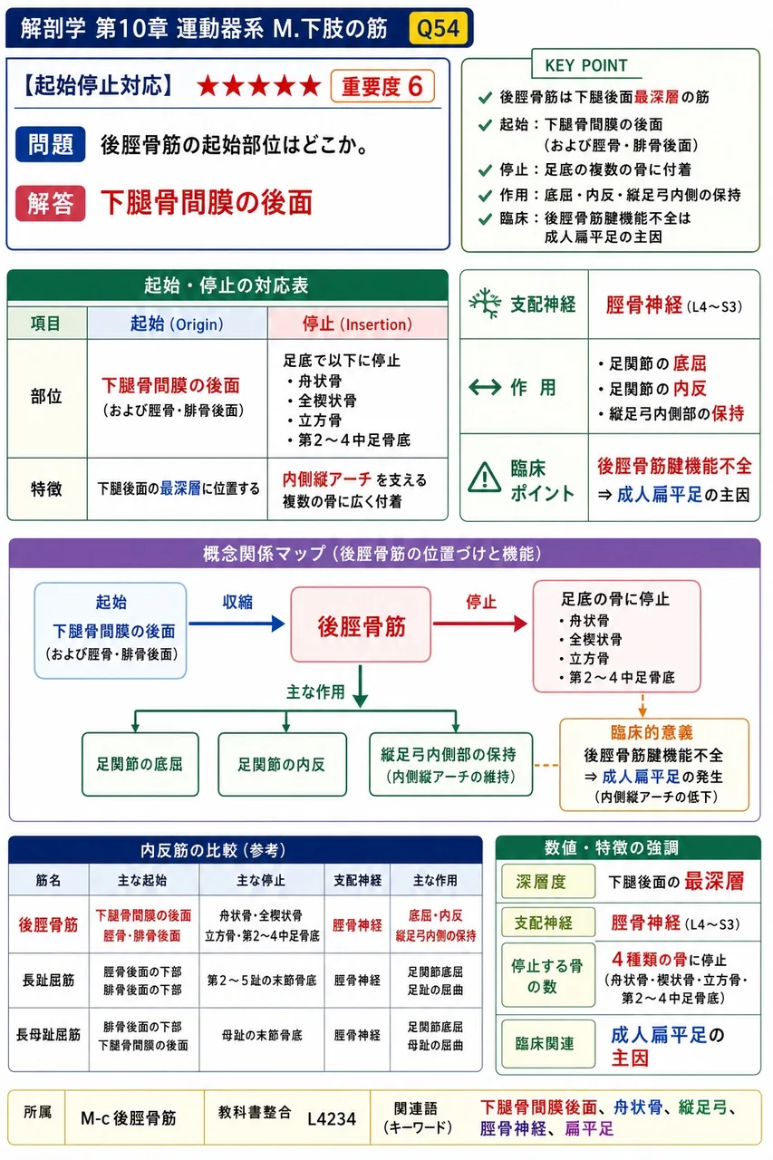 後脛骨筋の起始部位はどこか。 解説図