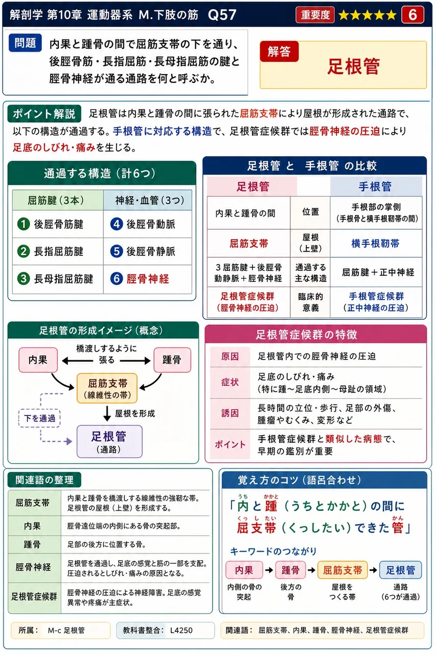 内果と踵骨の間で屈筋支帯の下を通り、後脛骨筋・長指屈筋・長母指屈筋の腱と脛骨神経が通る通路を何と呼ぶか。 解説図