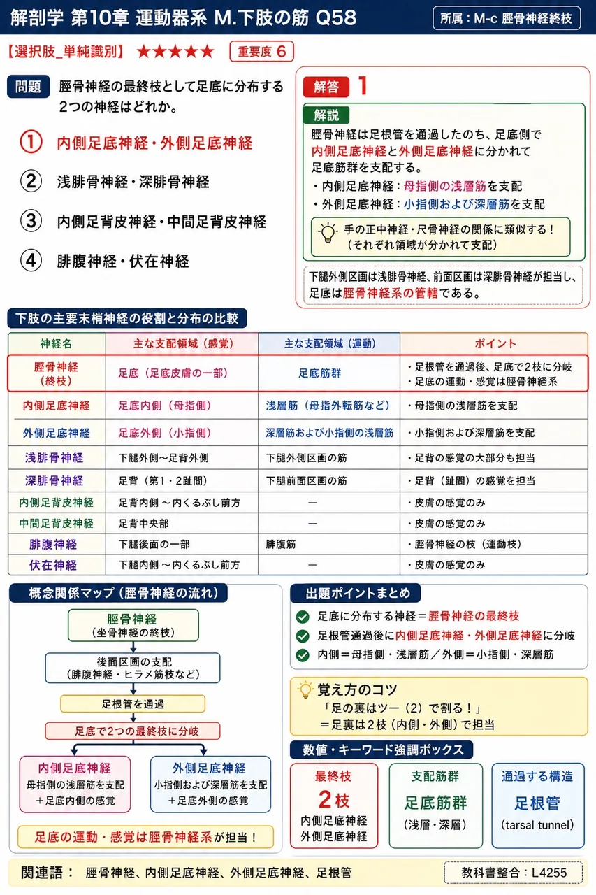 脛骨神経の最終枝として足底に分布する2つの神経はどれか。 解説図