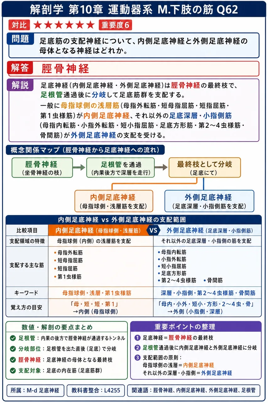 足底筋の支配神経について、内側足底神経と外側足底神経の母体となる神経はどれか。 解説図