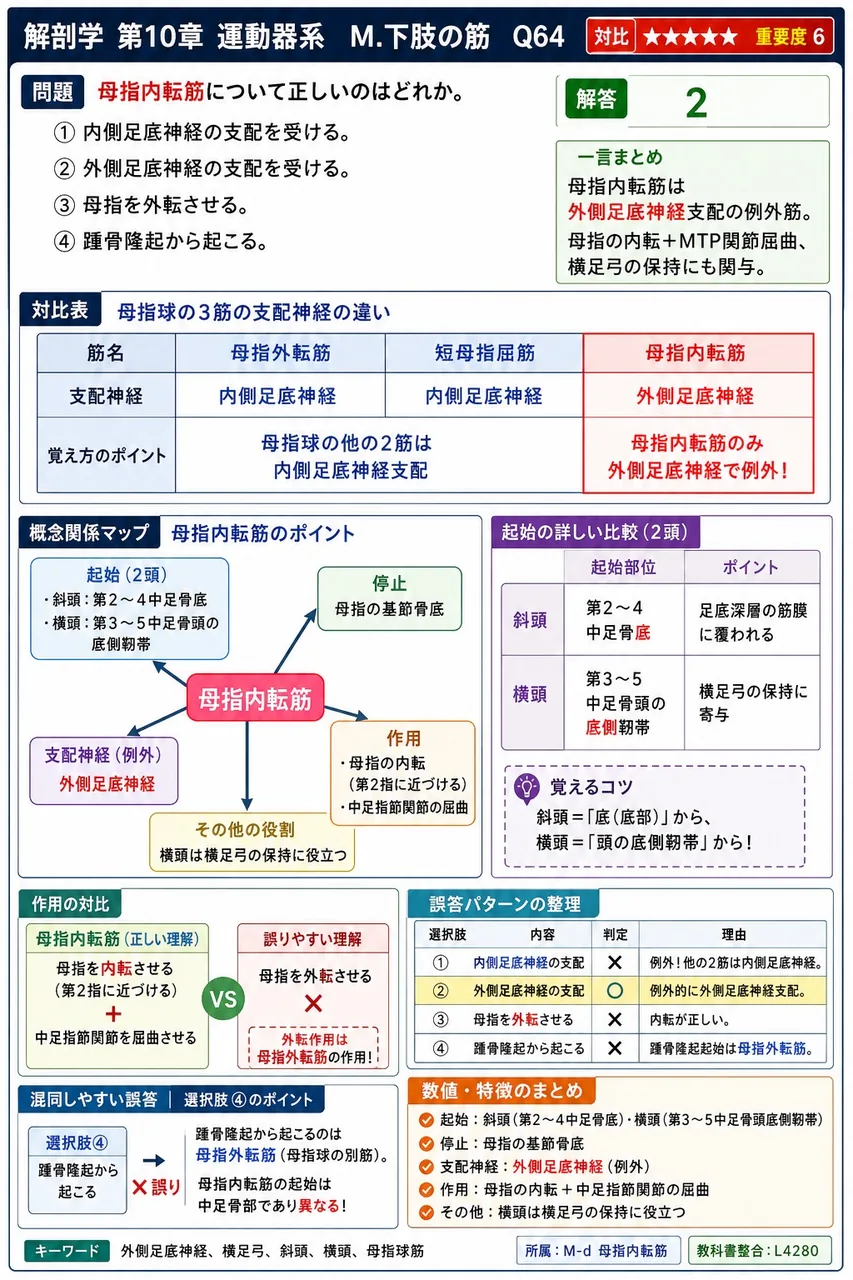 母指内転筋について正しいのはどれか。 解説図