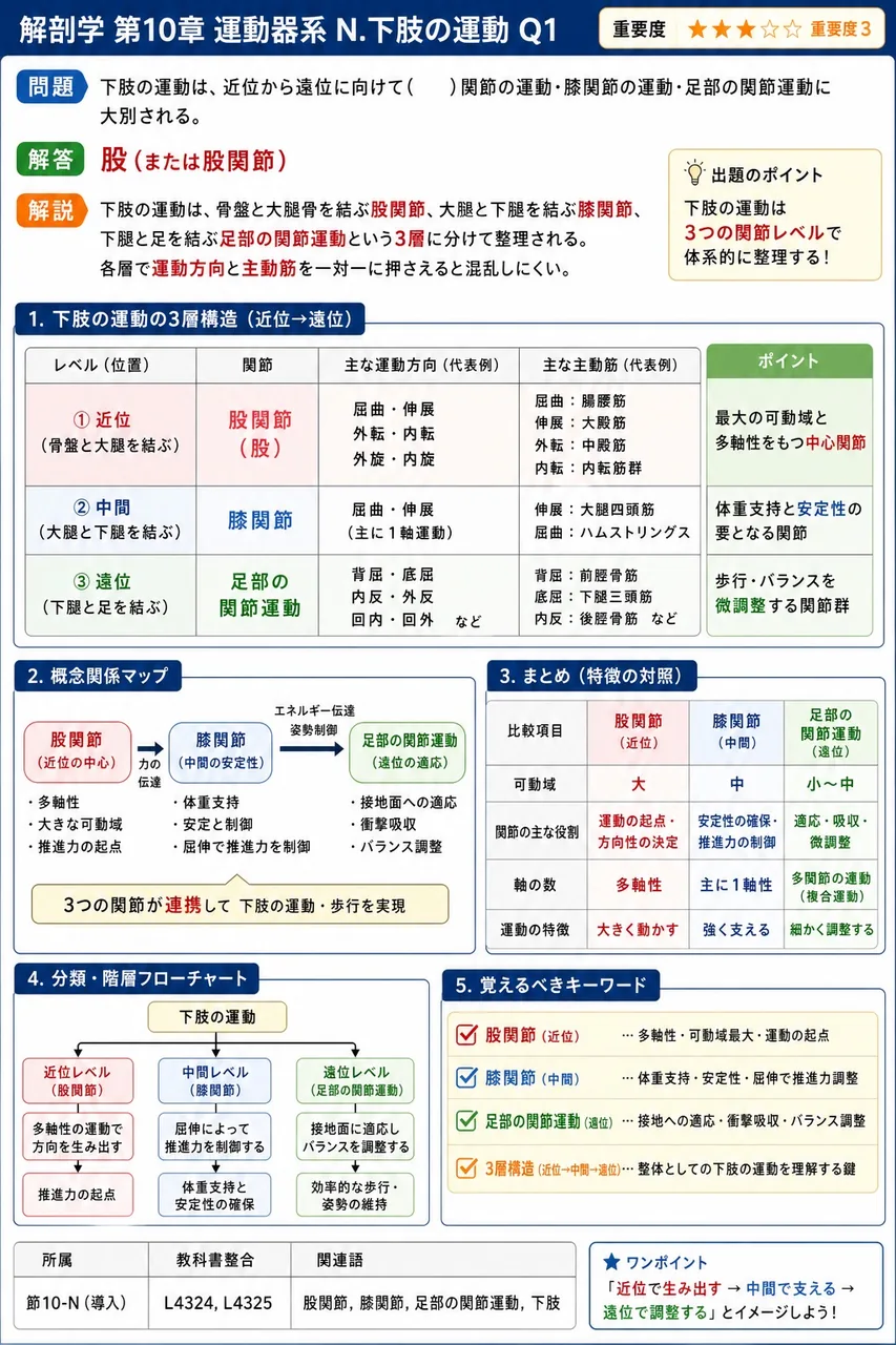 下肢の運動は、近位から遠位に向けて( )関節の運動・膝関節の運動・足部の関節運動に大別される。 解説図