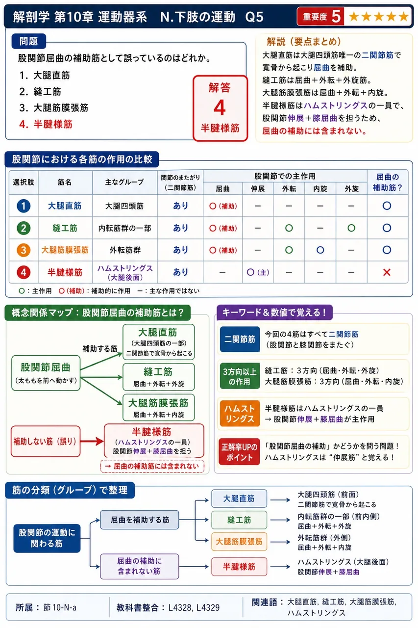 股関節屈曲の補助筋として誤っているのはどれか。 解説図