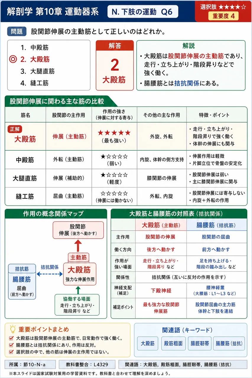 股関節伸展の主動筋として正しいのはどれか。 解説図