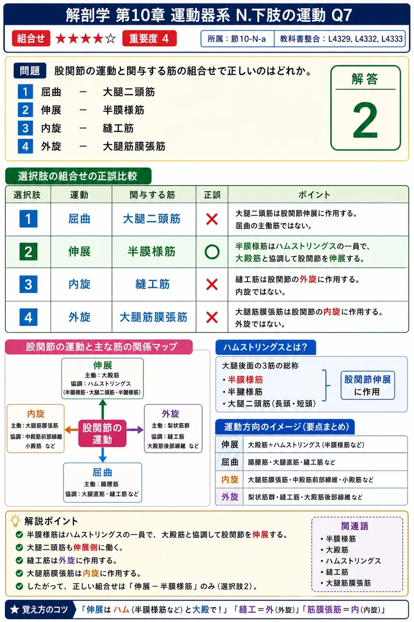 股関節の運動と関与する筋の組合せで正しいのはどれか。 解説図