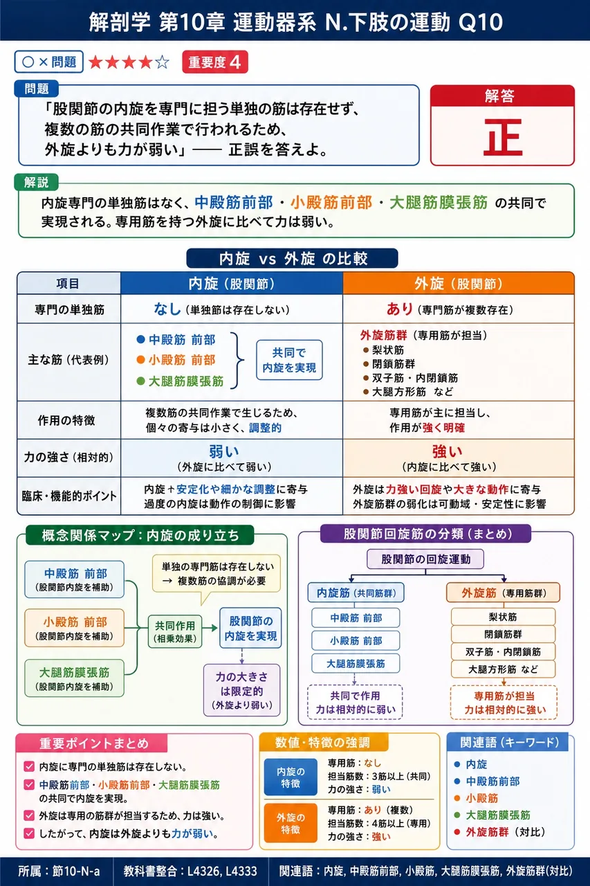 「股関節の内旋を専門に担う単独の筋は存在せず、複数の筋の共同作業で行われるため、外旋よりも力が弱い」── 正誤を答えよ。 解説図