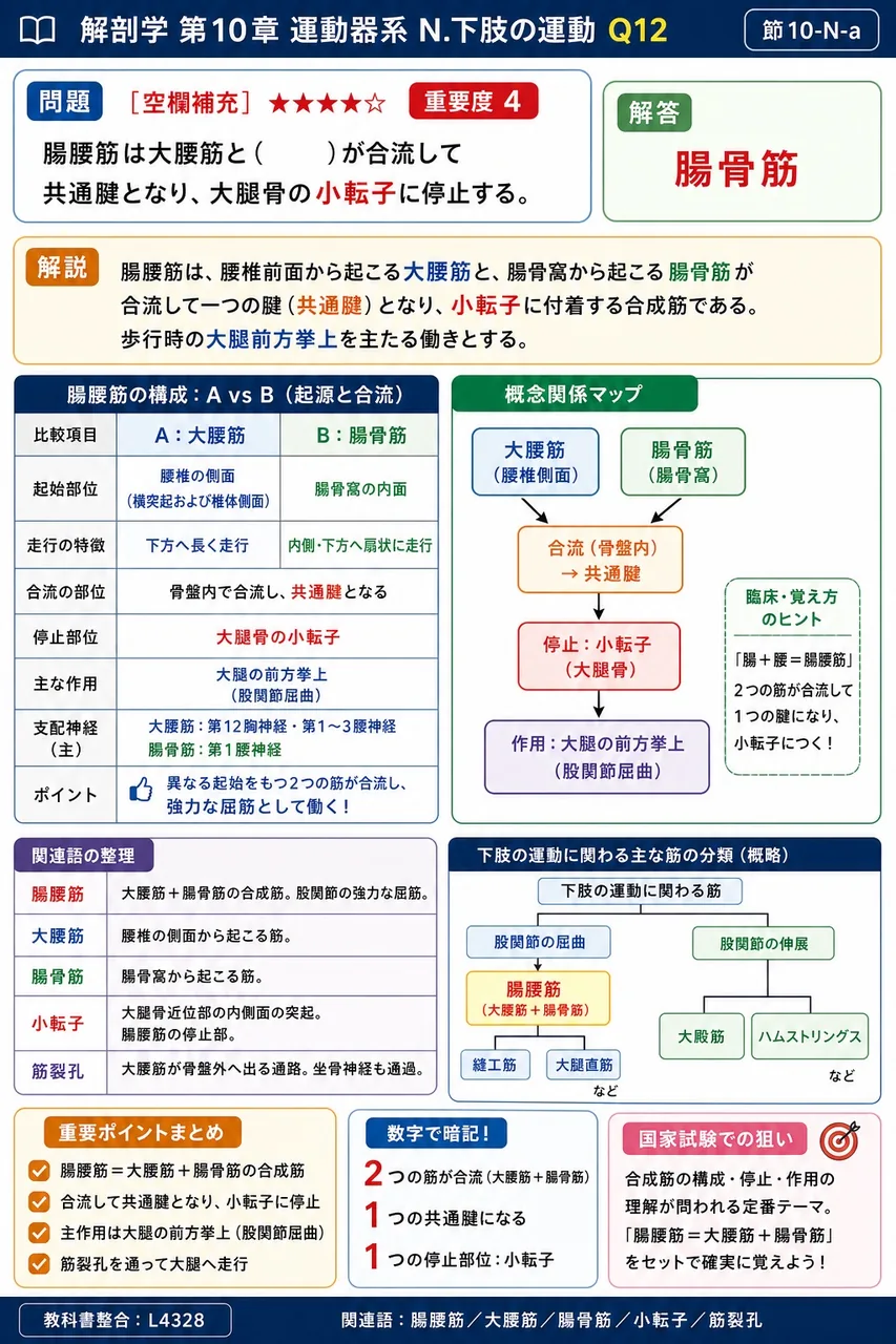 腸腰筋は大腰筋と( )が合流して共通腱となり、大腿骨の小転子に停止する。 解説図