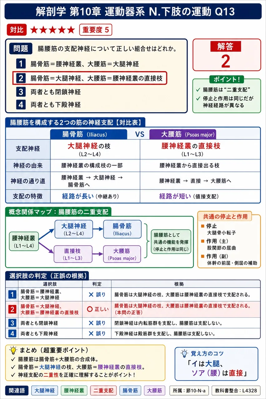 腸腰筋の支配神経について正しい組合せはどれか。 解説図