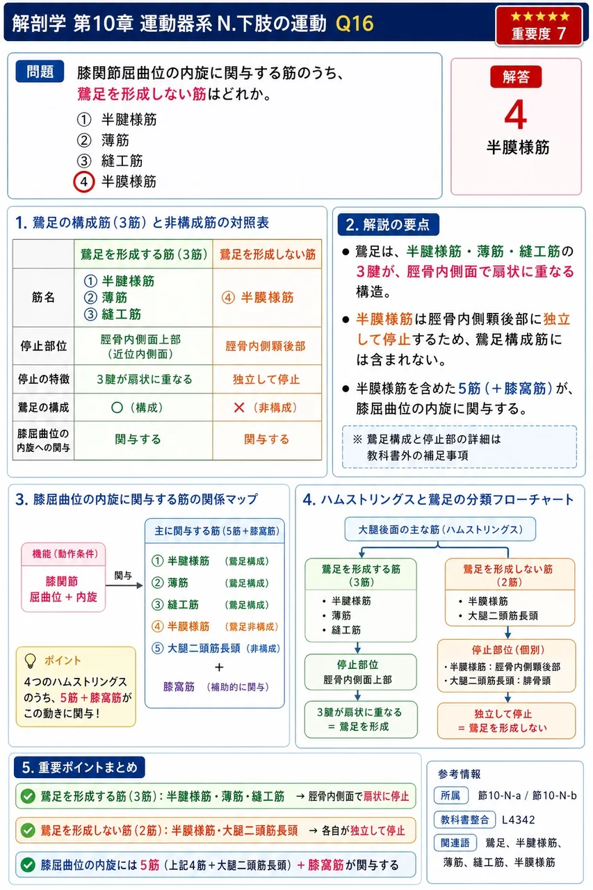 膝関節屈曲位の内旋に関与する筋のうち、鵞足を形成しない筋はどれか。 解説図