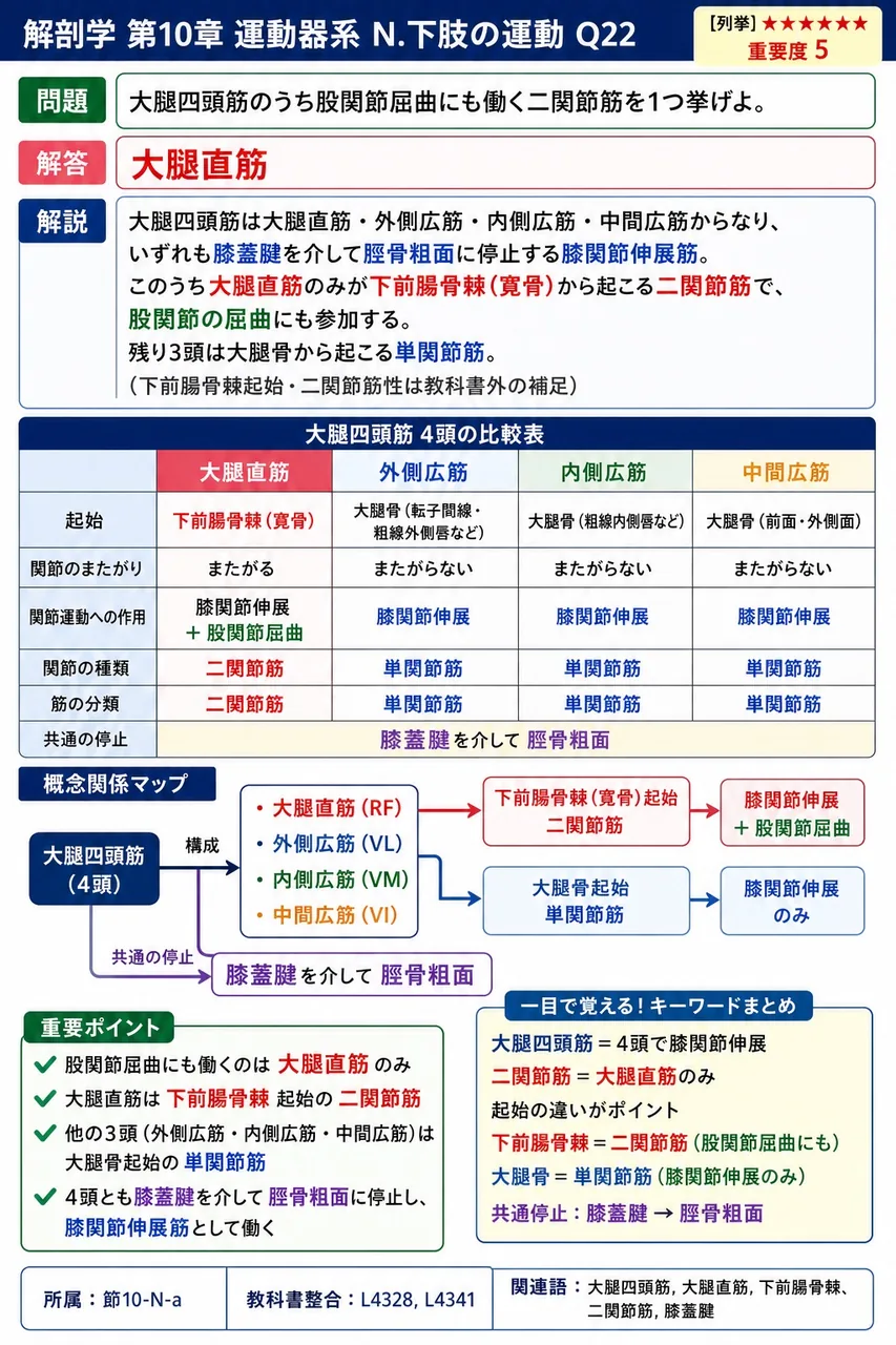 大腿四頭筋のうち股関節屈曲にも働く二関節筋を1つ挙げよ。 解説図