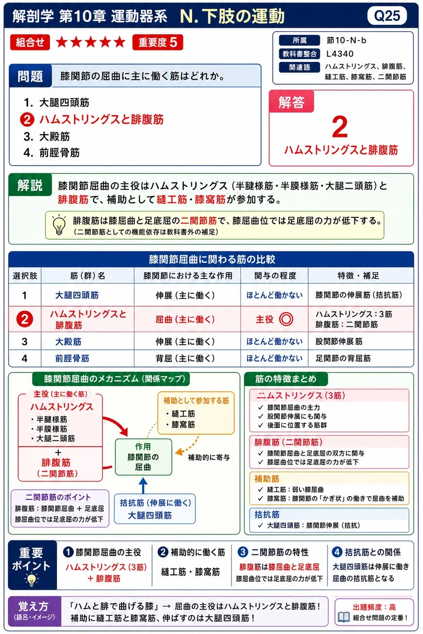 膝関節の屈曲に主に働く筋はどれか。 解説図