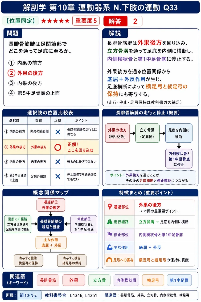 長腓骨筋腱は足関節部でどこを通って足底に至るか。 解説図