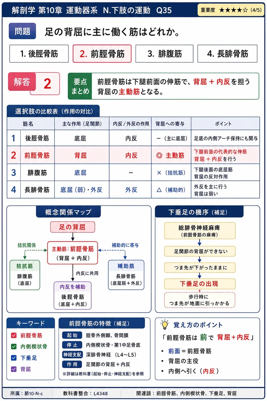 足の背屈に主に働く筋はどれか。 解説図