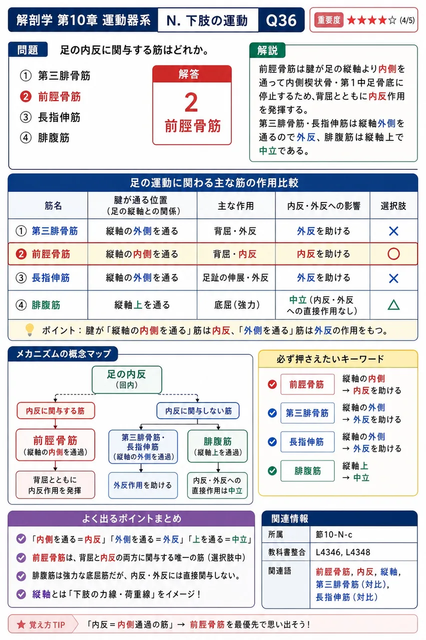 足の内反に関与する筋はどれか。 解説図