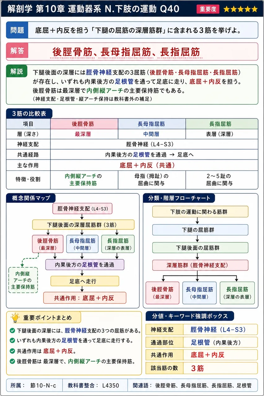 底屈+内反を担う「下腿の屈筋の深層筋群」に含まれる3筋を挙げよ。 解説図