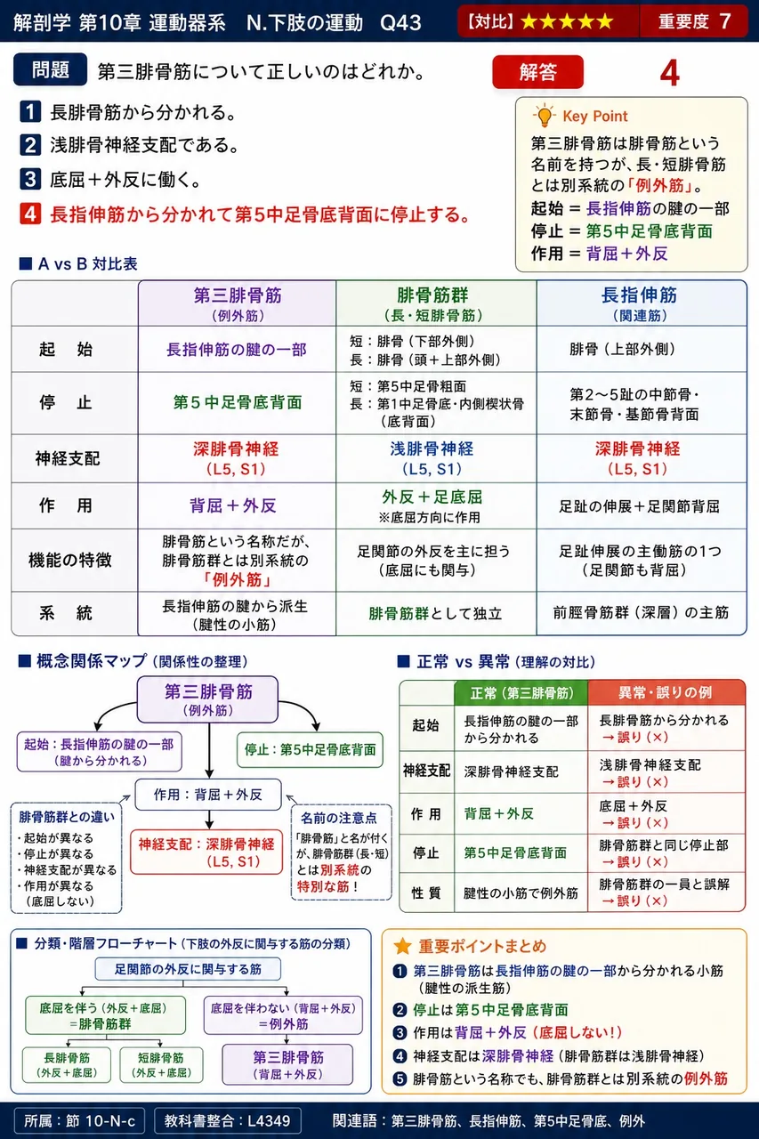第三腓骨筋について正しいのはどれか。 解説図