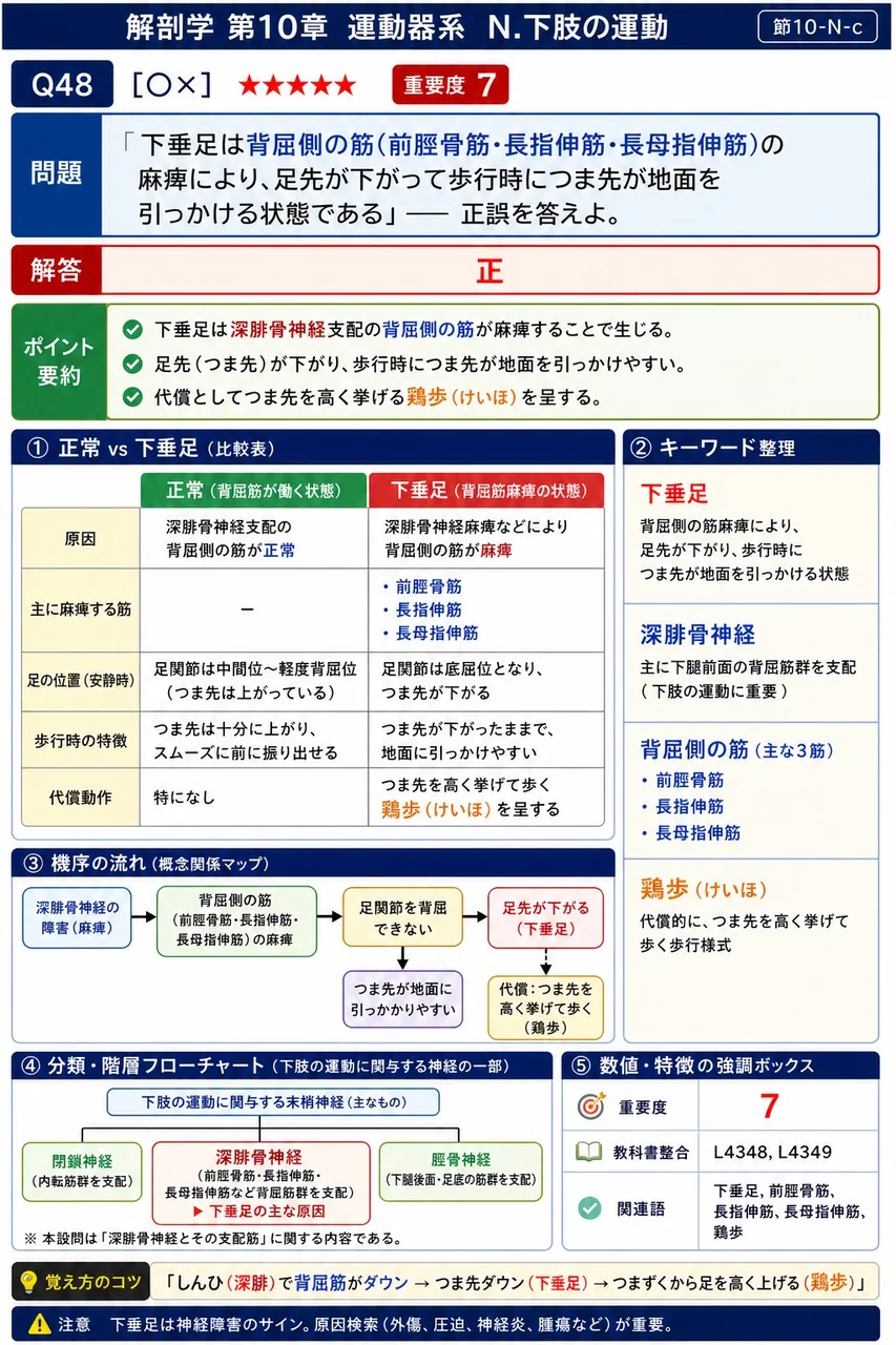 「下垂足は背屈側の筋(前脛骨筋・長指伸筋・長母指伸筋)の麻痺により、足先が下がって歩行時につま先が地面を引っかける状態である」── 正誤を答えよ。 解説図