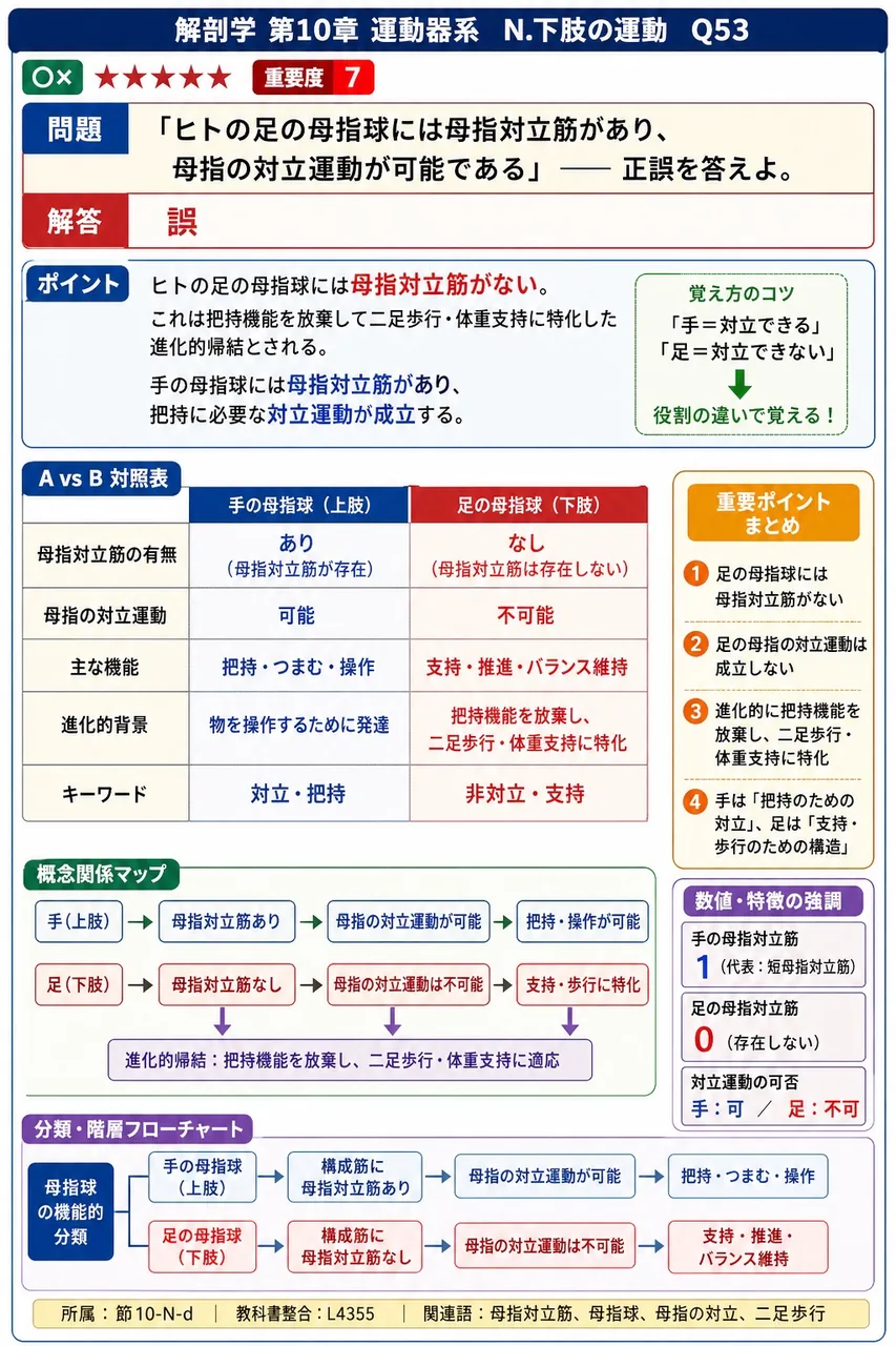 「ヒトの足の母指球には母指対立筋があり、母指の対立運動が可能である」── 正誤を答えよ。 解説図