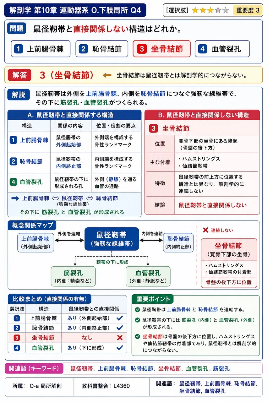 鼠径靭帯と直接関係しない構造はどれか。 解説図