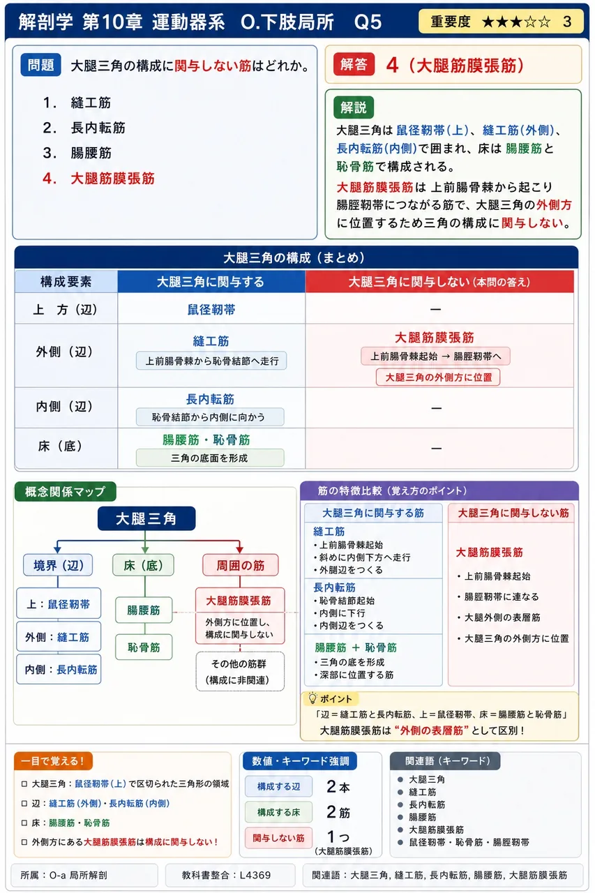 大腿三角の構成に関与しない筋はどれか。 解説図