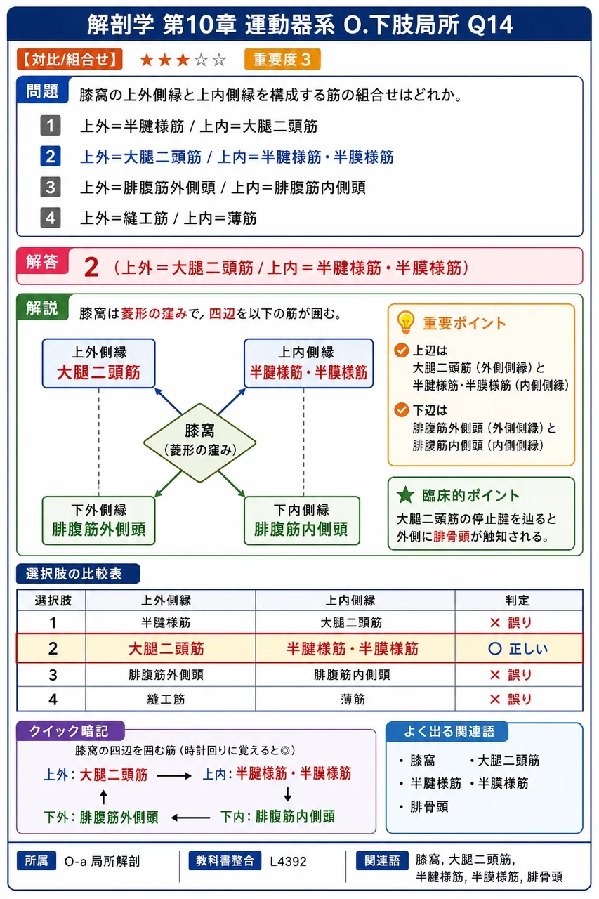 膝窩の上外側縁と上内側縁を構成する筋の組合せはどれか。 解説図