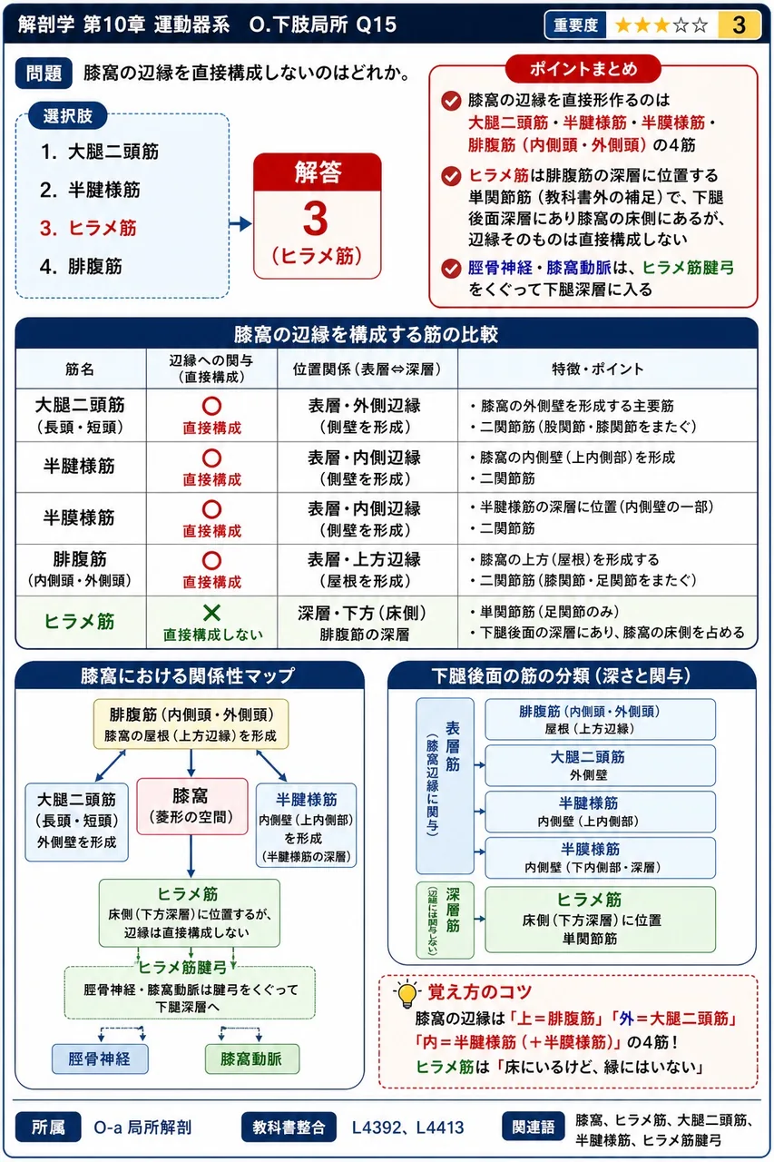 膝窩の辺縁を直接構成しないのはどれか。 解説図