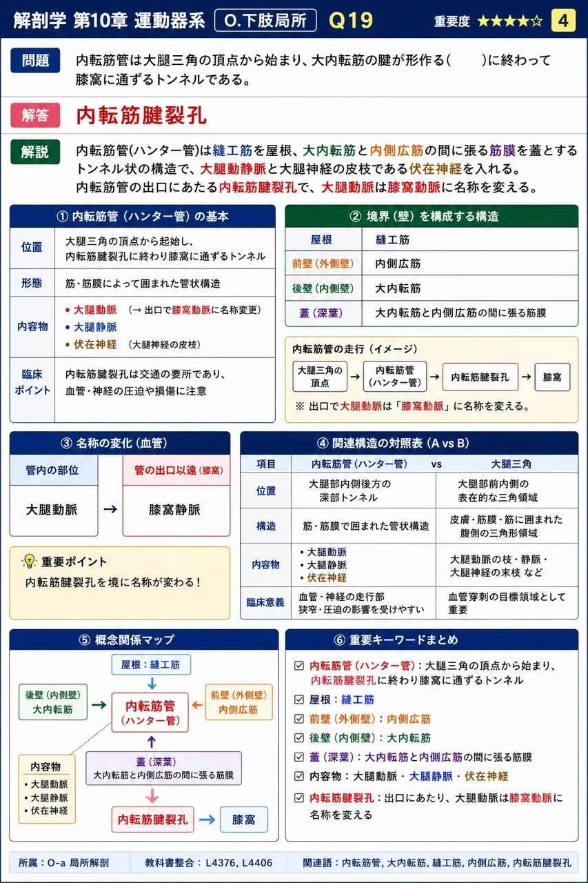 内転筋管は大腿三角の頂点から始まり、大内転筋の腱が形作る( )に終わって膝窩に通ずるトンネルである。 解説図