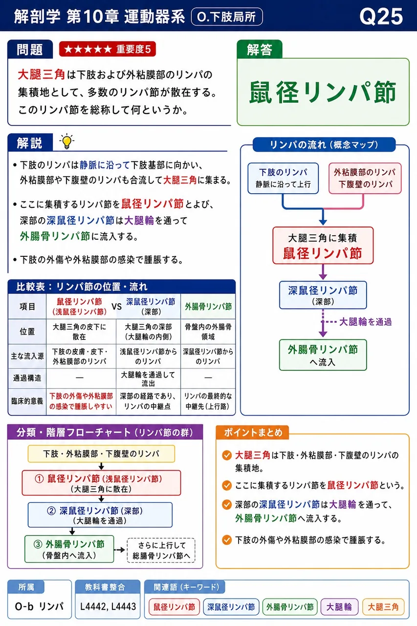 大腿三角は下肢および外陰部のリンパの集積地として、多数のリンパ節が散在する。このリンパ節を総称して何というか。 解説図