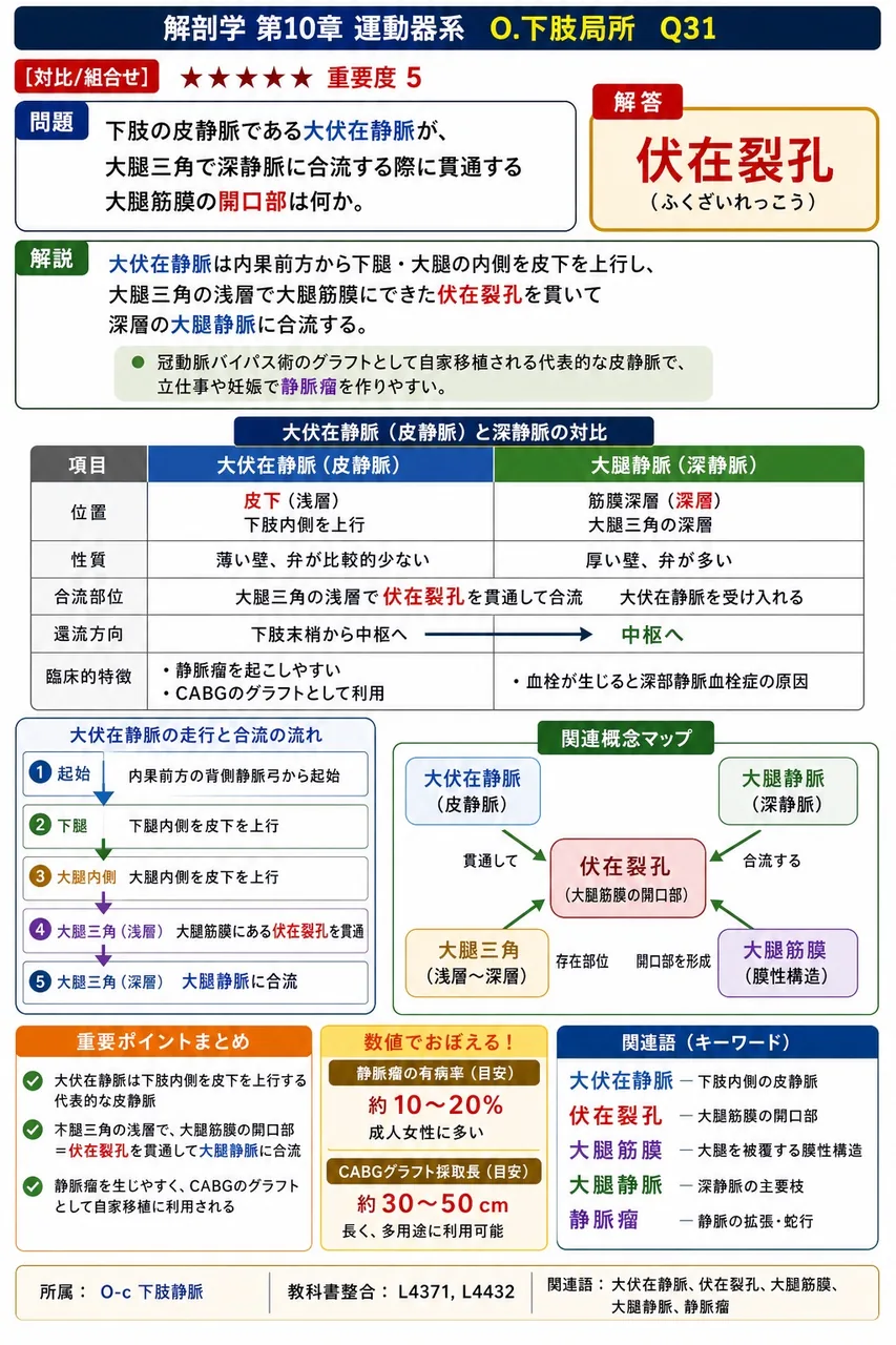 下肢の皮静脈である大伏在静脈が、大腿三角で深静脈に合流する際に貫通する大腿筋膜の開口部は何か。 解説図